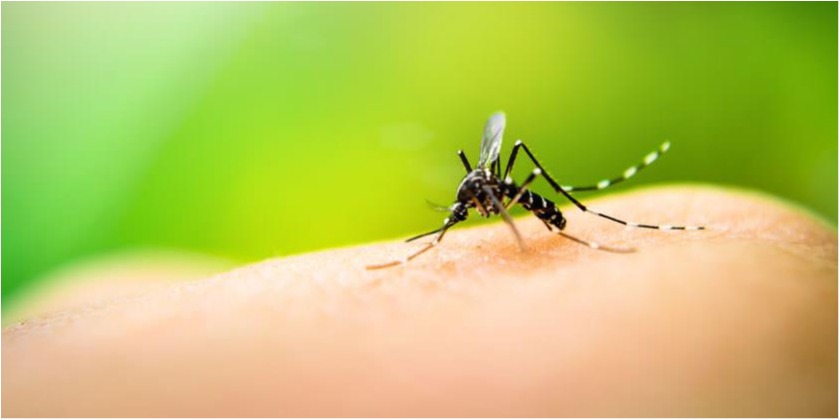 Dengue: tratamiento, síntomas, causas y prevención
